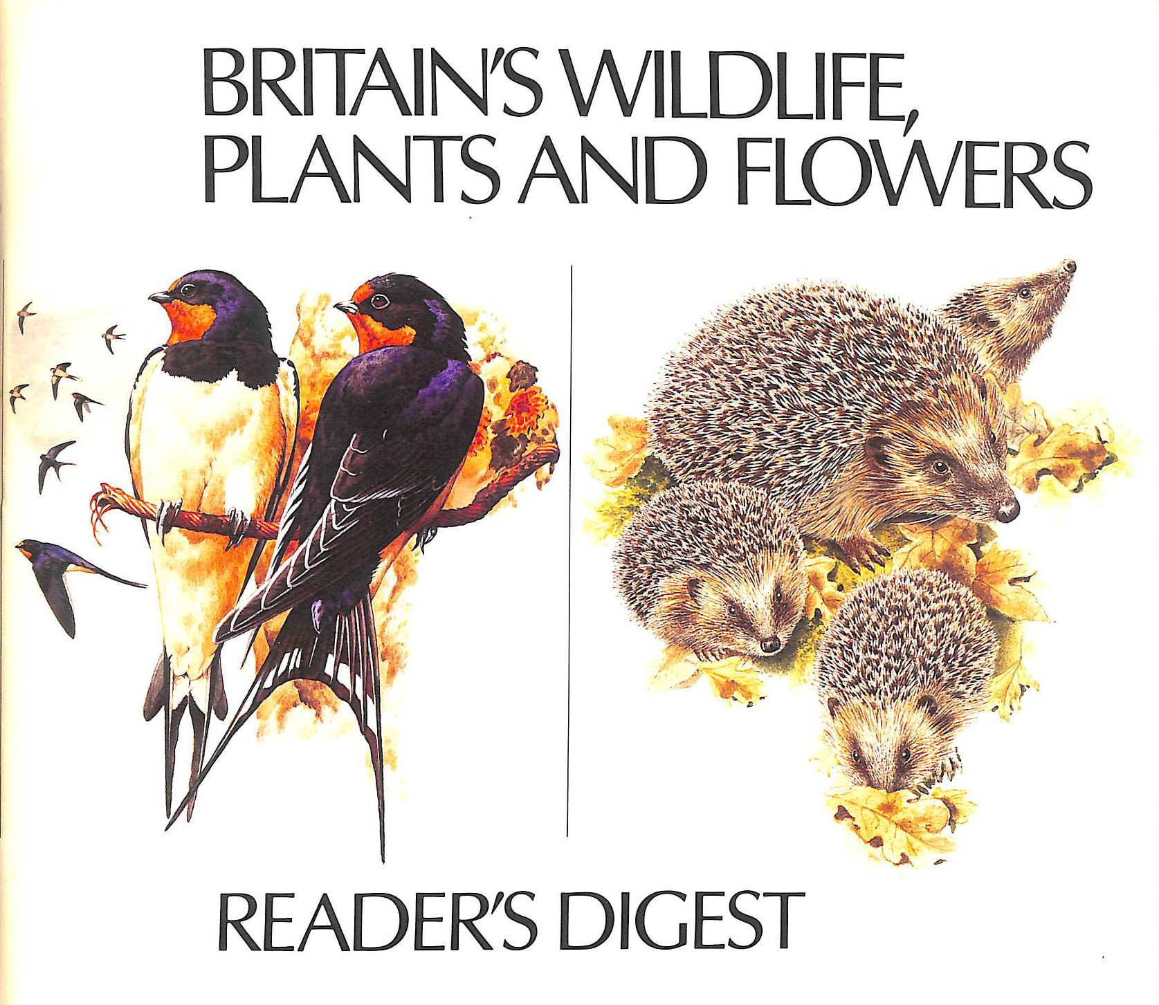 送込★FIELD GUIDE TO THE ANIMALS OF BRITAIN 5134iOB1PgL._AC_SY200_QL15_.jpg